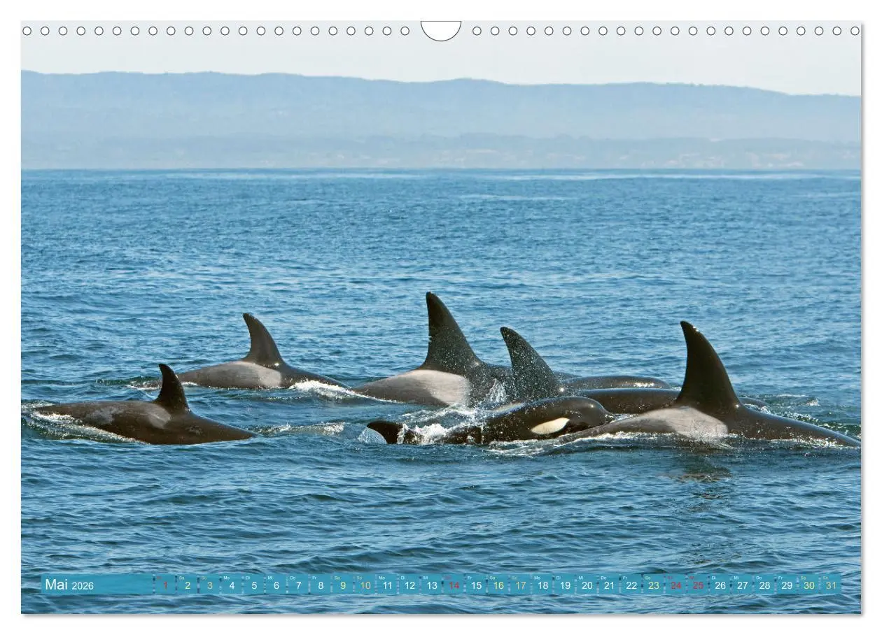 Bild: 9783457289891 | Orcas: Schwarz-weiße Giganten (Wandkalender 2026 DIN A3 quer),...