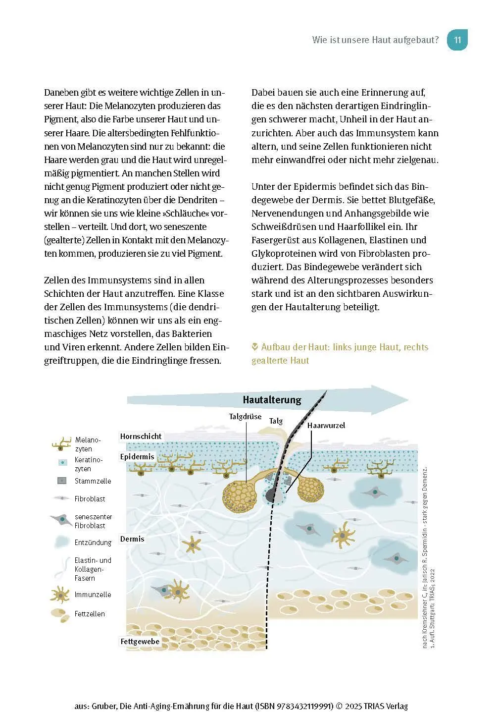 Bild: 9783432119991 | Die Anti-Aging-Ernährung für die Haut | Florian Gruber | Taschenbuch