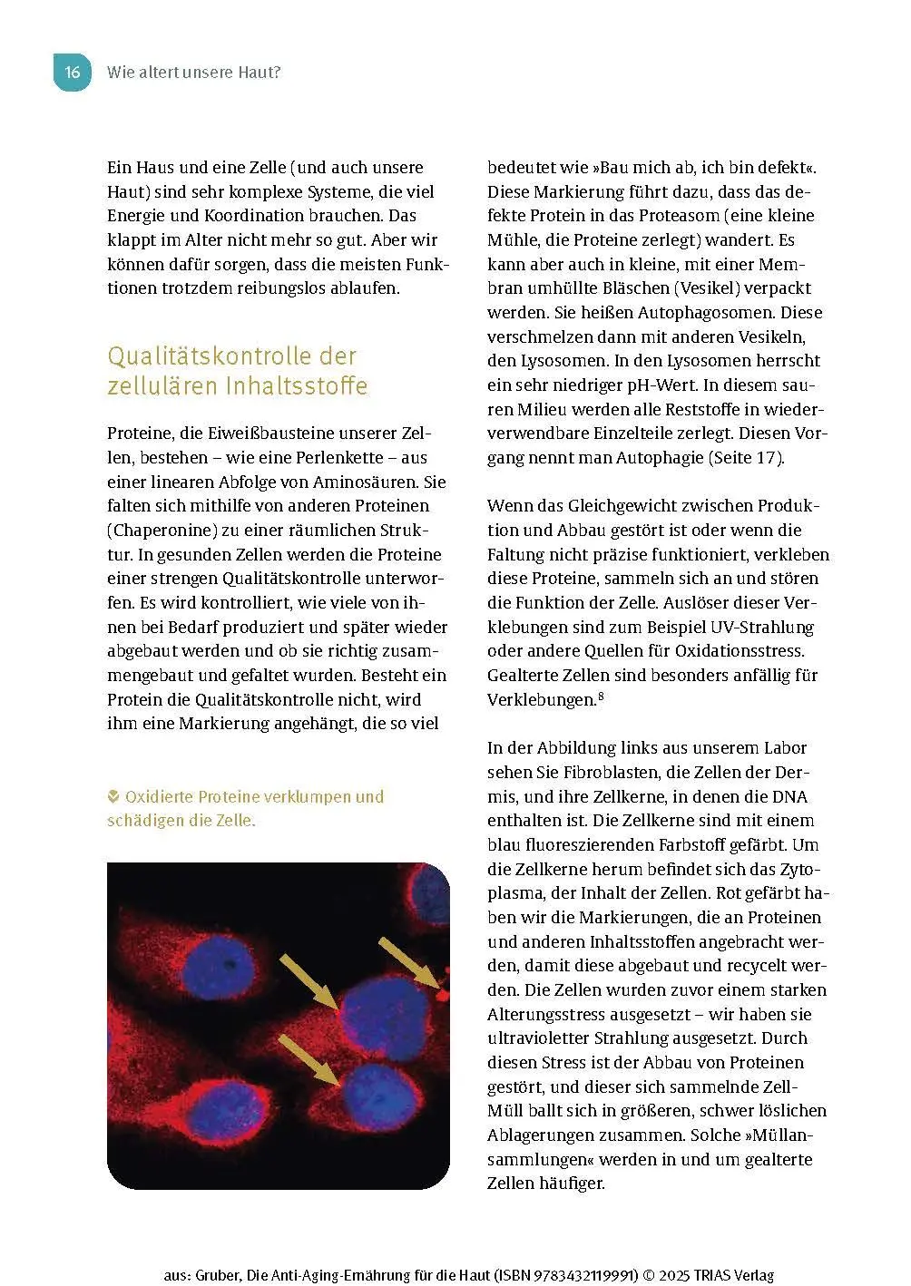 Bild: 9783432119991 | Die Anti-Aging-Ernährung für die Haut | Florian Gruber | Taschenbuch