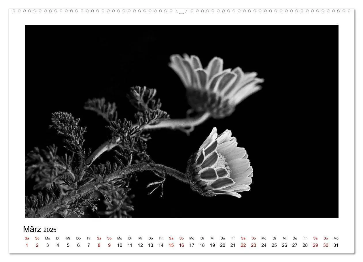 Bild: 9783435440092 | Die grafische Schönheit der Pflanzen - Schwarz-Weiß (Wandkalender...