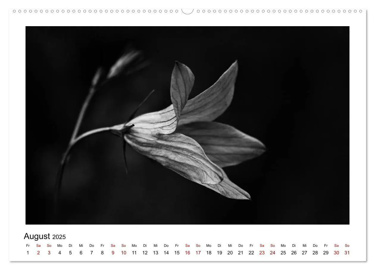 Bild: 9783435440092 | Die grafische Schönheit der Pflanzen - Schwarz-Weiß (Wandkalender...