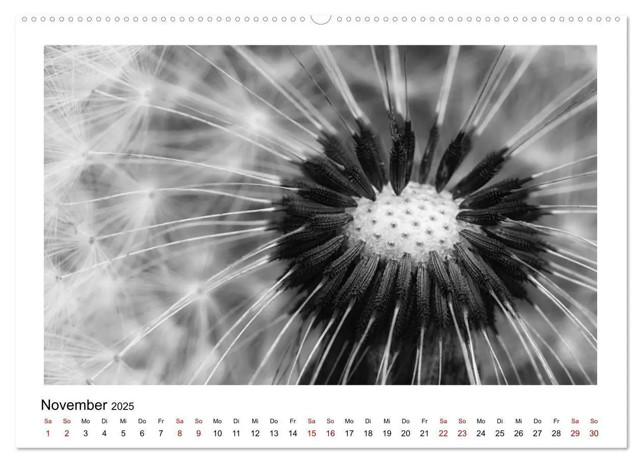 Bild: 9783435440092 | Die grafische Schönheit der Pflanzen - Schwarz-Weiß (Wandkalender...