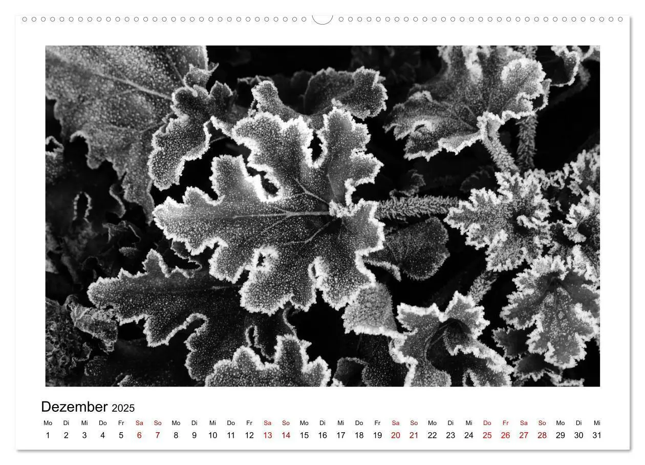 Bild: 9783435440092 | Die grafische Schönheit der Pflanzen - Schwarz-Weiß (Wandkalender...