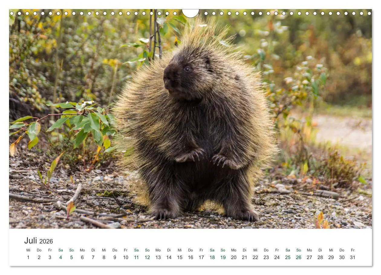 Bild: 9783457890592 | Into the Wild - Kanada und Alaska (Wandkalender 2026 DIN A3 quer),...