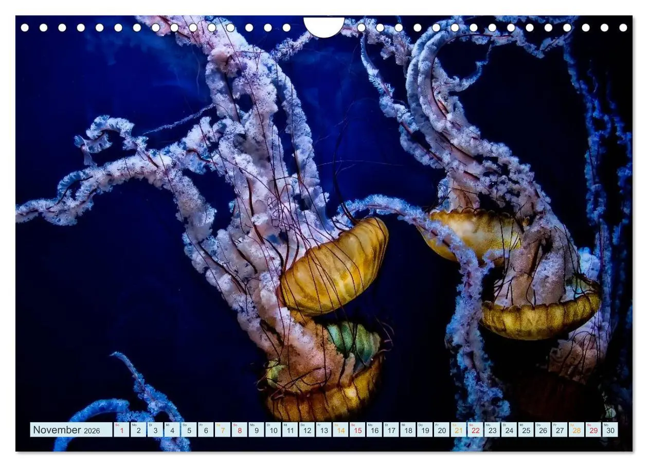 Bild: 9783516040692 | Quallen - einzigartige Wesen (Wandkalender 2026 DIN A4 quer),...