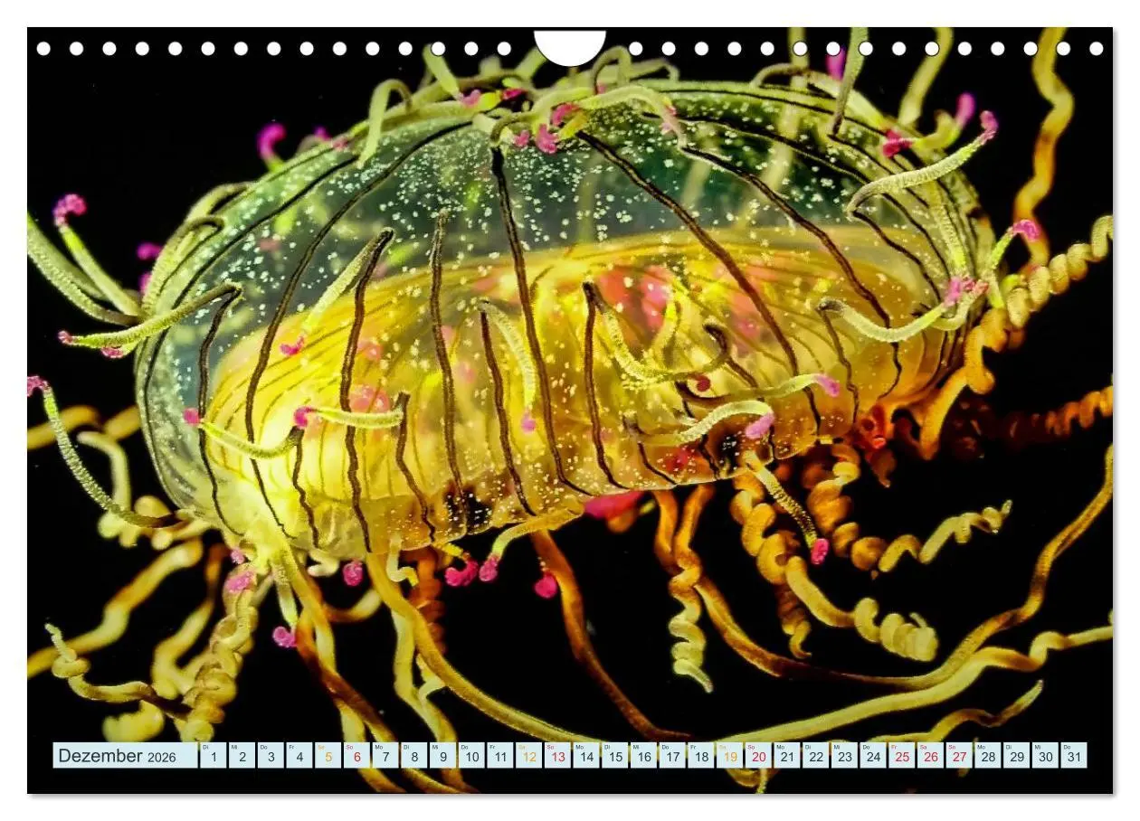 Bild: 9783516040692 | Quallen - einzigartige Wesen (Wandkalender 2026 DIN A4 quer),...