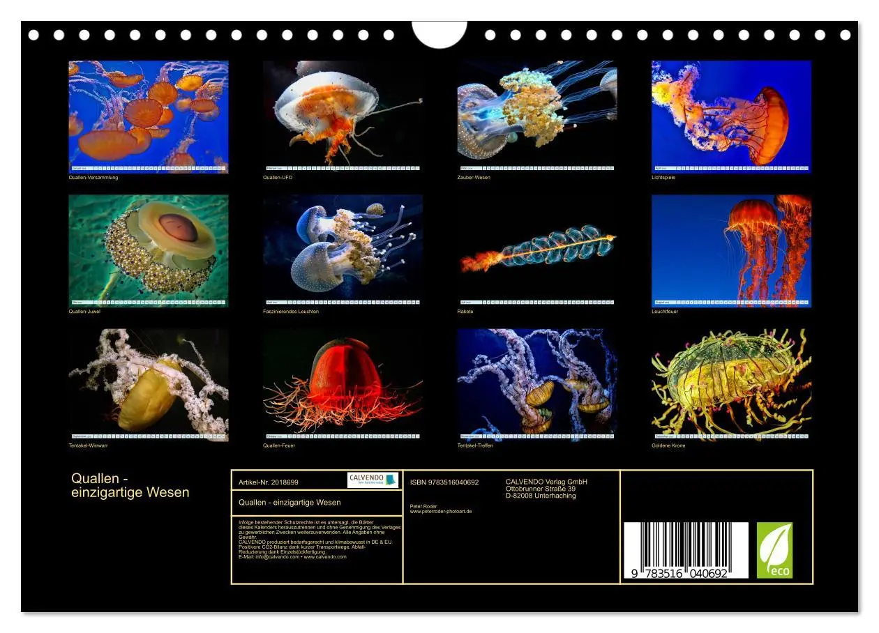 Bild: 9783516040692 | Quallen - einzigartige Wesen (Wandkalender 2026 DIN A4 quer),...