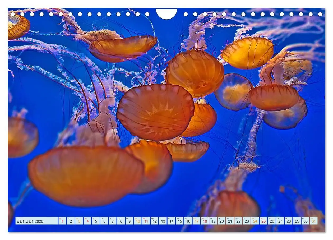Bild: 9783516040692 | Quallen - einzigartige Wesen (Wandkalender 2026 DIN A4 quer),...
