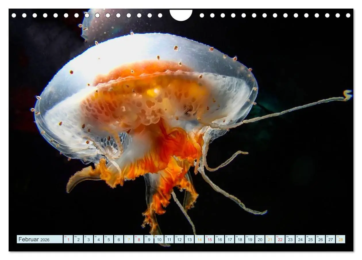 Bild: 9783516040692 | Quallen - einzigartige Wesen (Wandkalender 2026 DIN A4 quer),...