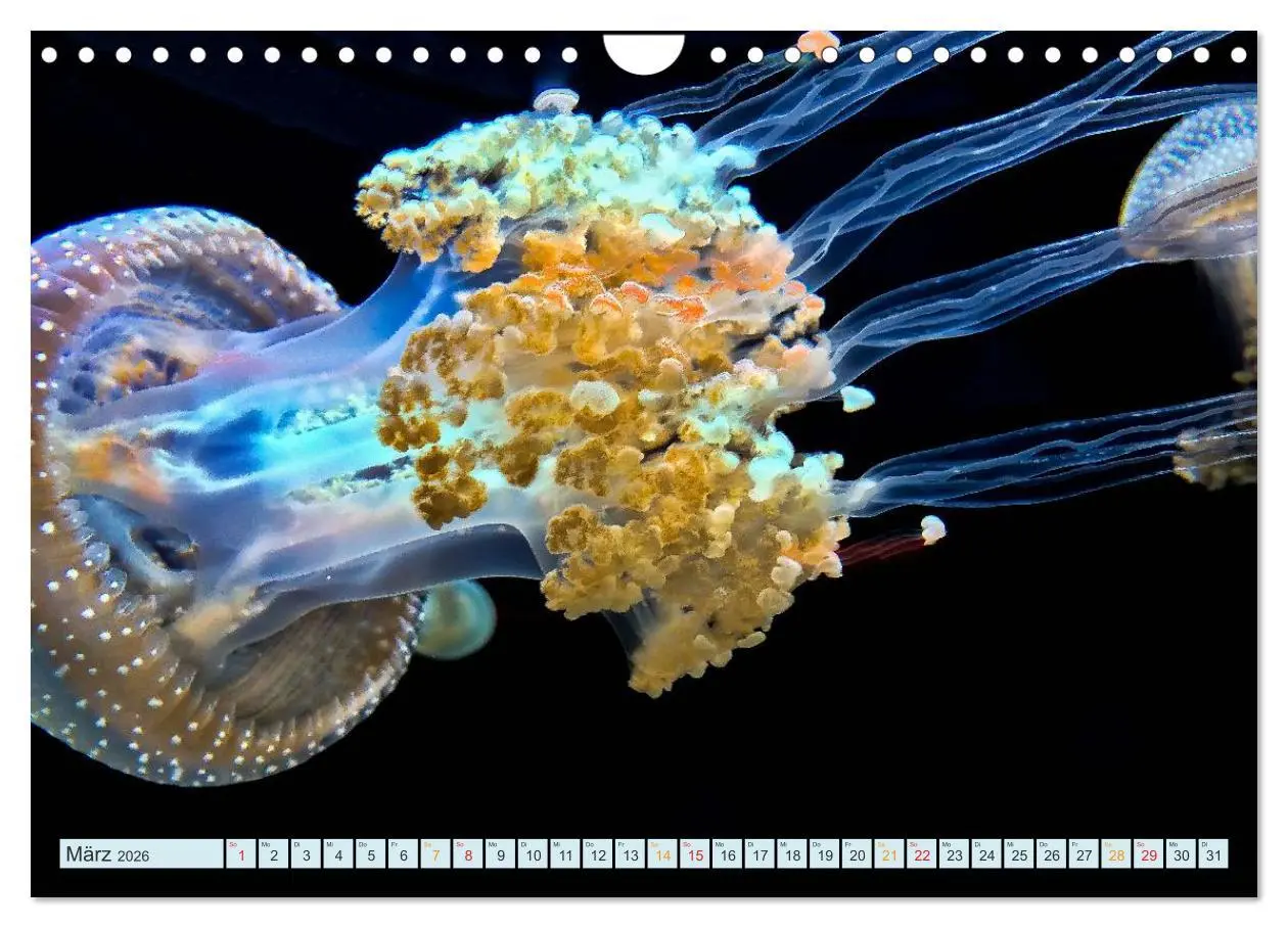 Bild: 9783516040692 | Quallen - einzigartige Wesen (Wandkalender 2026 DIN A4 quer),...