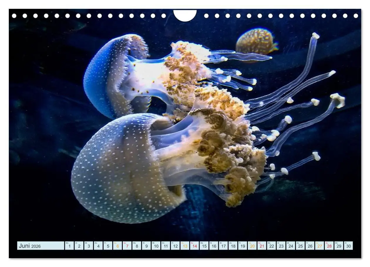 Bild: 9783516040692 | Quallen - einzigartige Wesen (Wandkalender 2026 DIN A4 quer),...