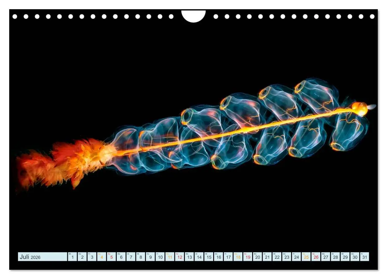 Bild: 9783516040692 | Quallen - einzigartige Wesen (Wandkalender 2026 DIN A4 quer),...