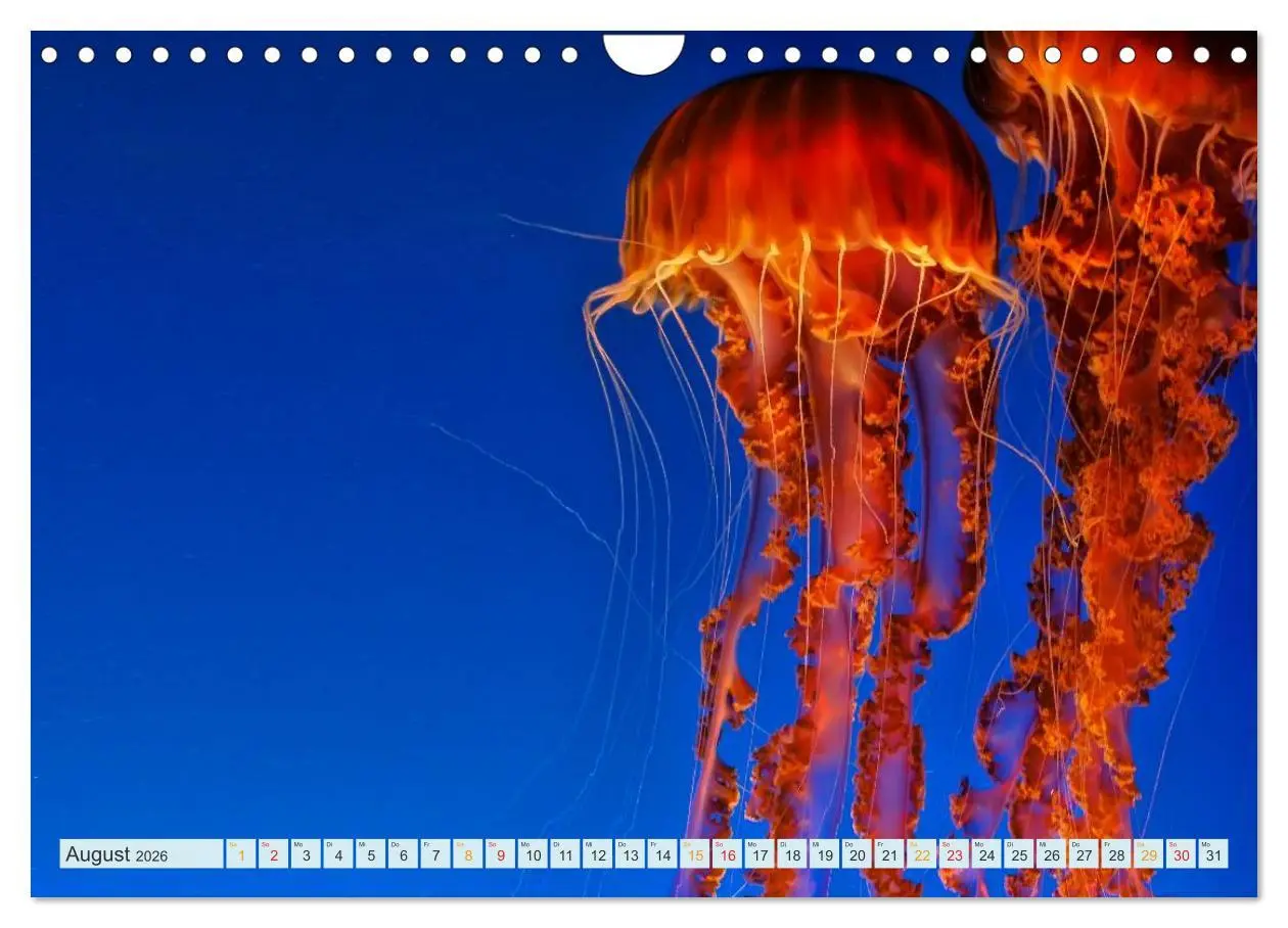 Bild: 9783516040692 | Quallen - einzigartige Wesen (Wandkalender 2026 DIN A4 quer),...