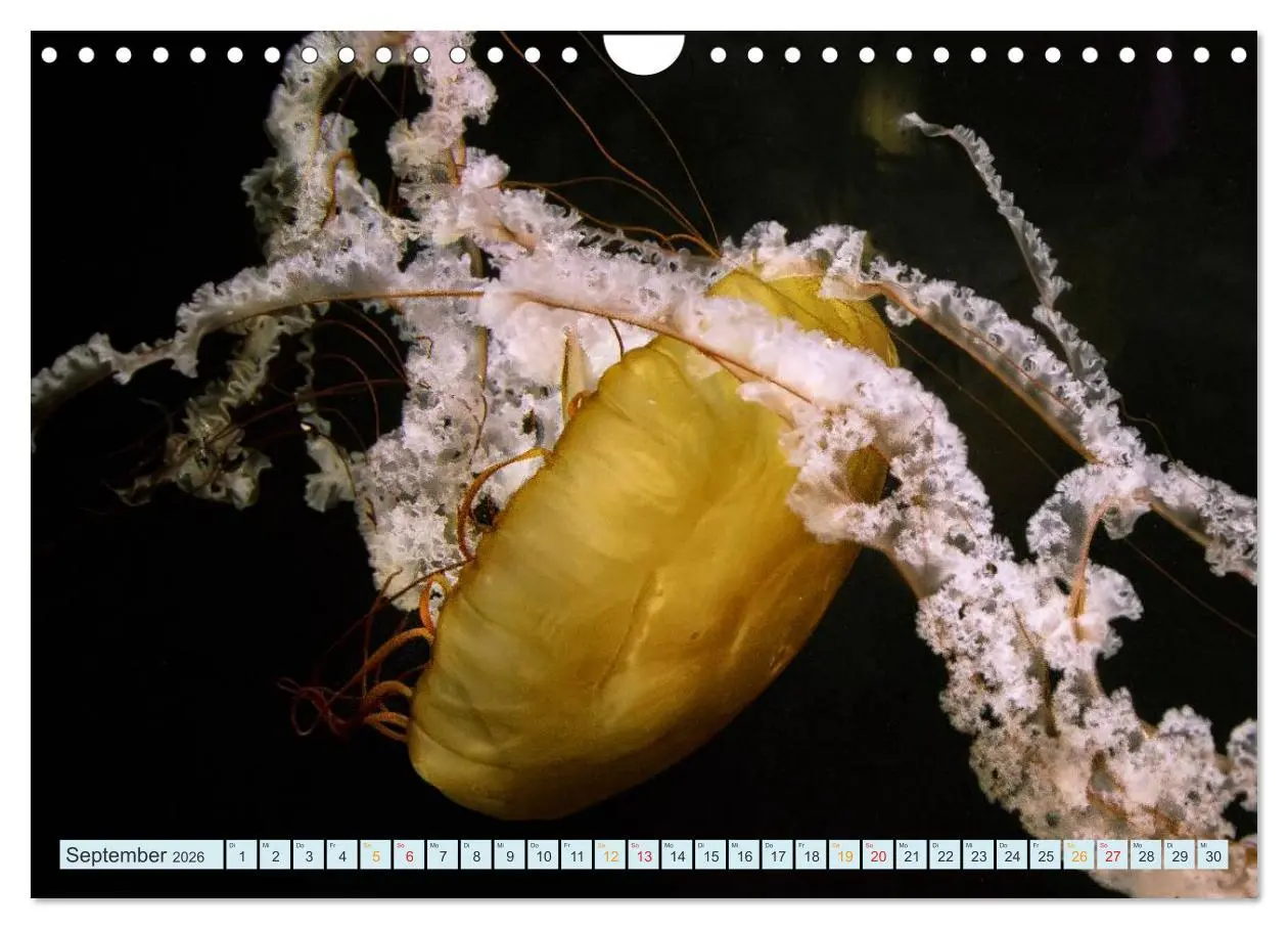 Bild: 9783516040692 | Quallen - einzigartige Wesen (Wandkalender 2026 DIN A4 quer),...