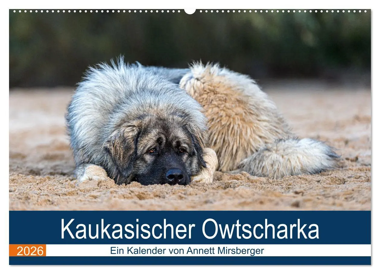 Cover: 9783457630792 | Kaukasischer Owtscharka (Wandkalender 2026 DIN A2 quer), CALVENDO...