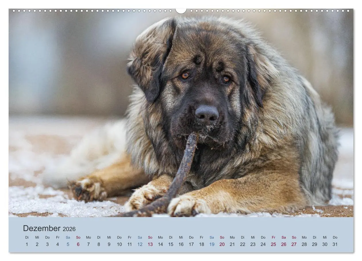 Bild: 9783457630792 | Kaukasischer Owtscharka (Wandkalender 2026 DIN A2 quer), CALVENDO...