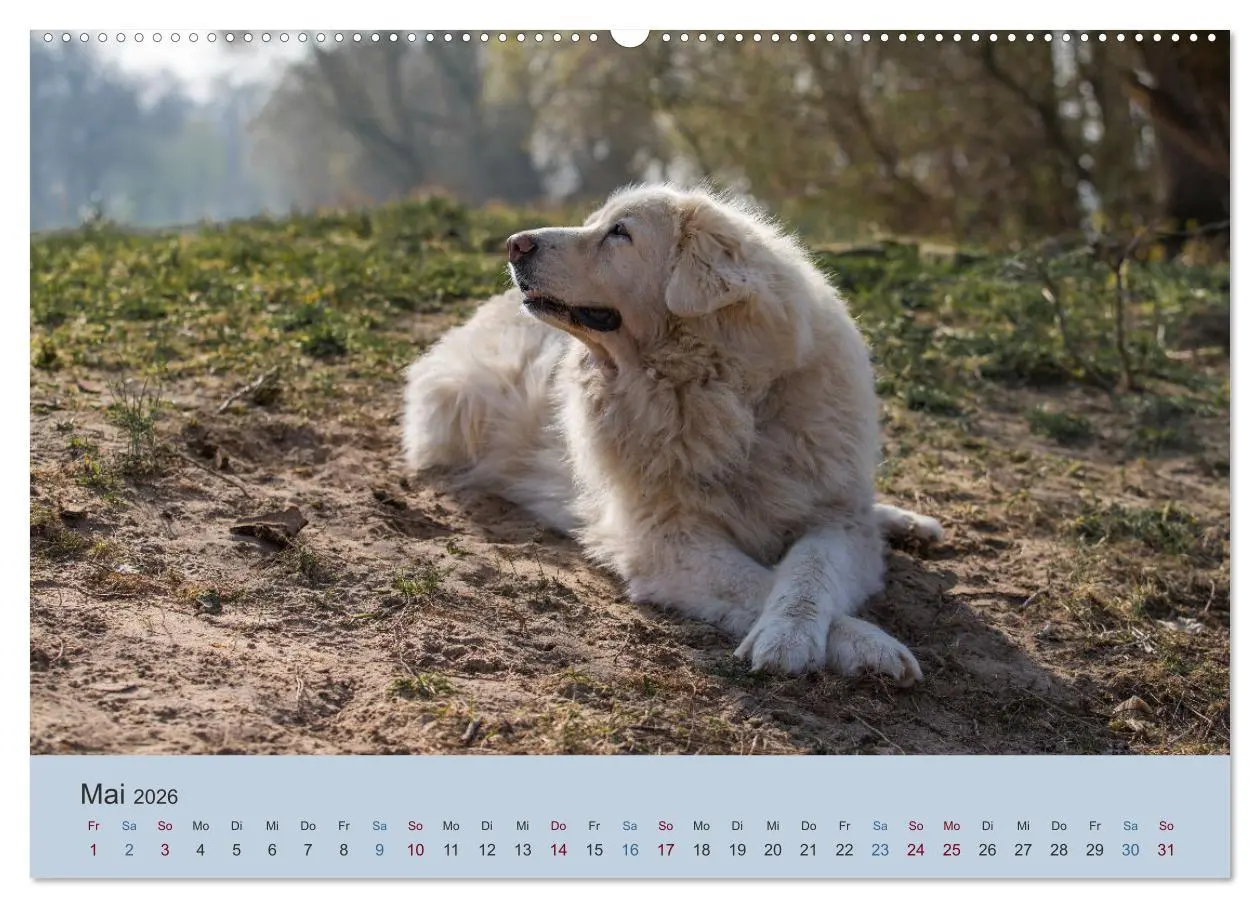 Bild: 9783457630792 | Kaukasischer Owtscharka (Wandkalender 2026 DIN A2 quer), CALVENDO...
