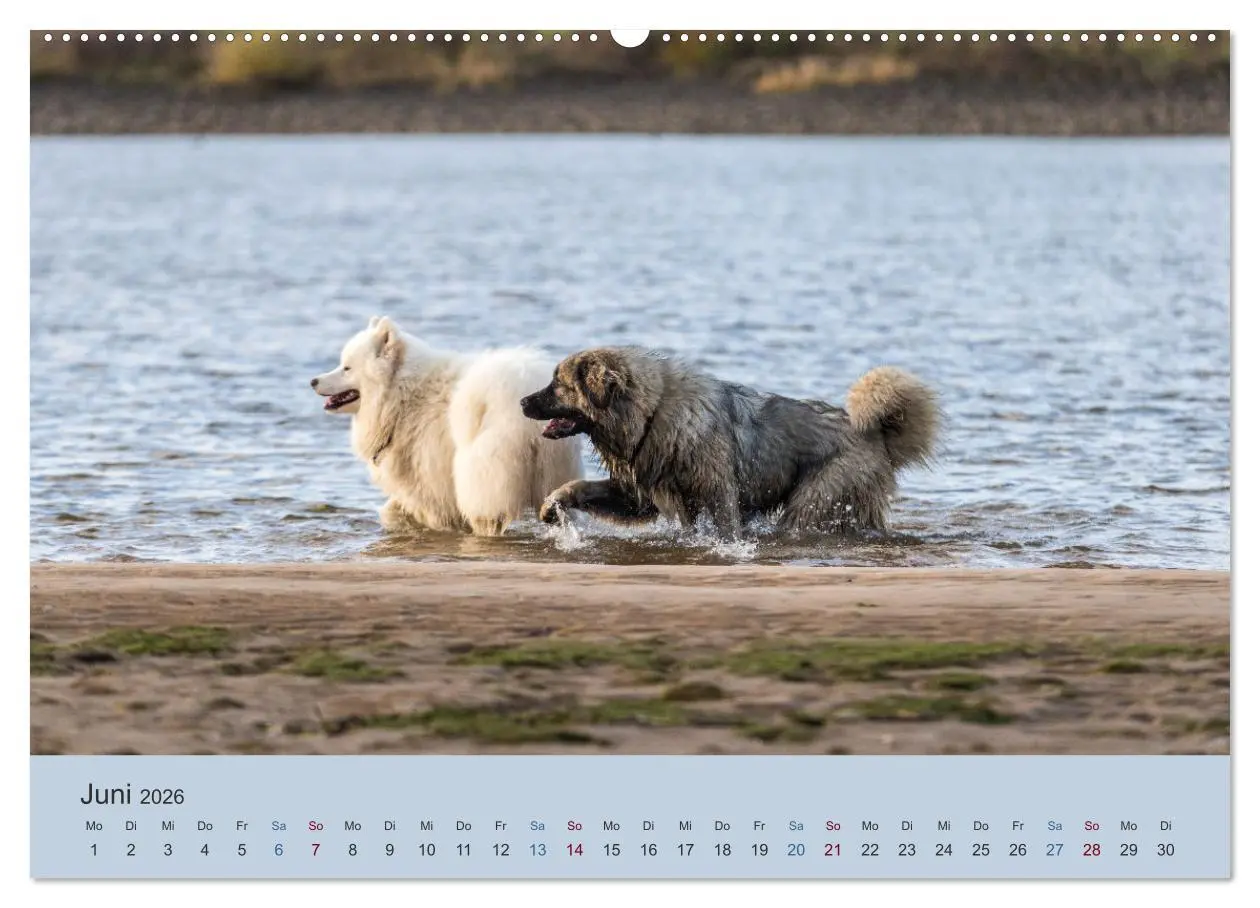Bild: 9783457630792 | Kaukasischer Owtscharka (Wandkalender 2026 DIN A2 quer), CALVENDO...