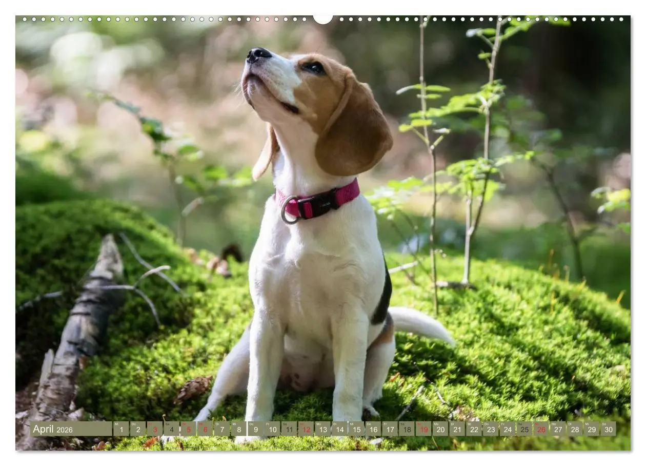 Bild: 9783516030792 | Beaglebabys auf Entdeckungstour (hochwertiger Premium Wandkalender...