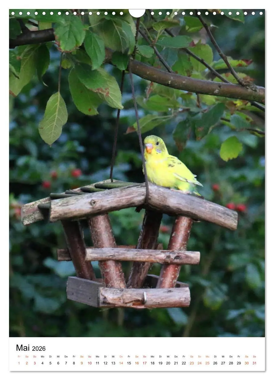 Bild: 9783516410792 | Wellensittichküken (Wandkalender 2026 DIN A3 hoch), CALVENDO...