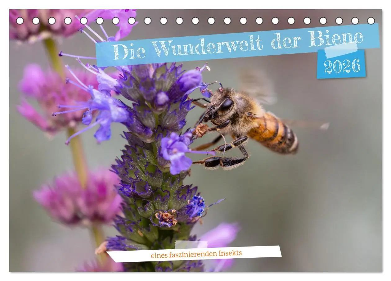 Cover: 9783457480892 | Die Wunderwelt der Biene (Tischkalender 2026 DIN A5 quer), CALVENDO...