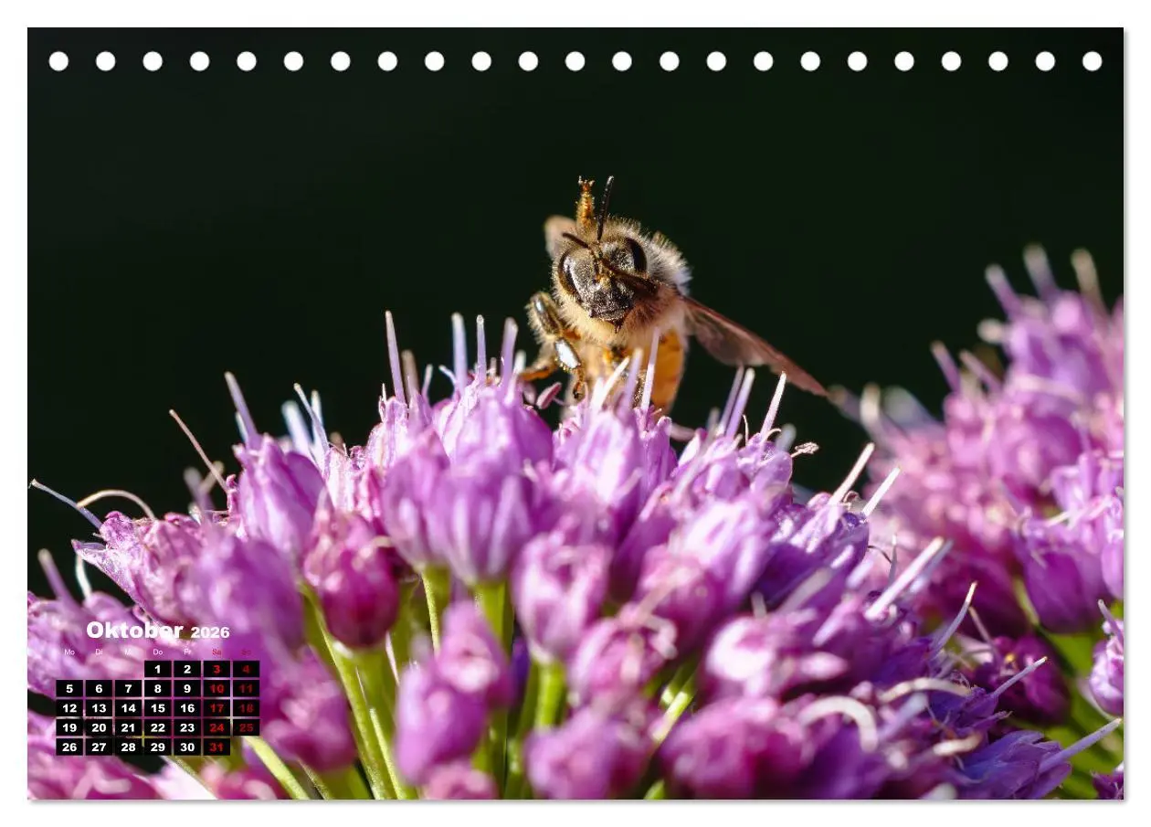 Bild: 9783457480892 | Die Wunderwelt der Biene (Tischkalender 2026 DIN A5 quer), CALVENDO...