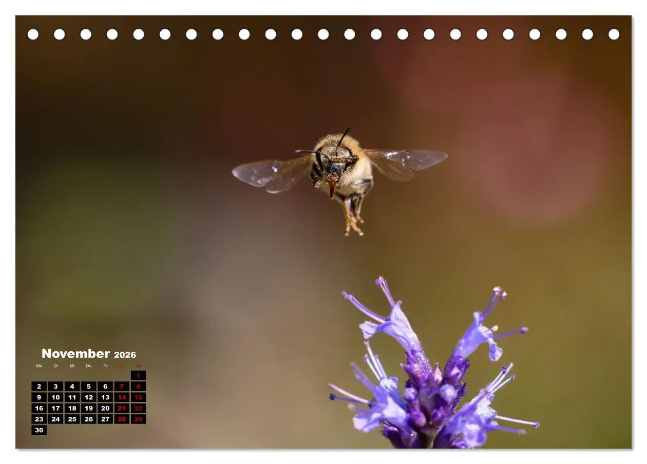 Bild: 9783457480892 | Die Wunderwelt der Biene (Tischkalender 2026 DIN A5 quer), CALVENDO...