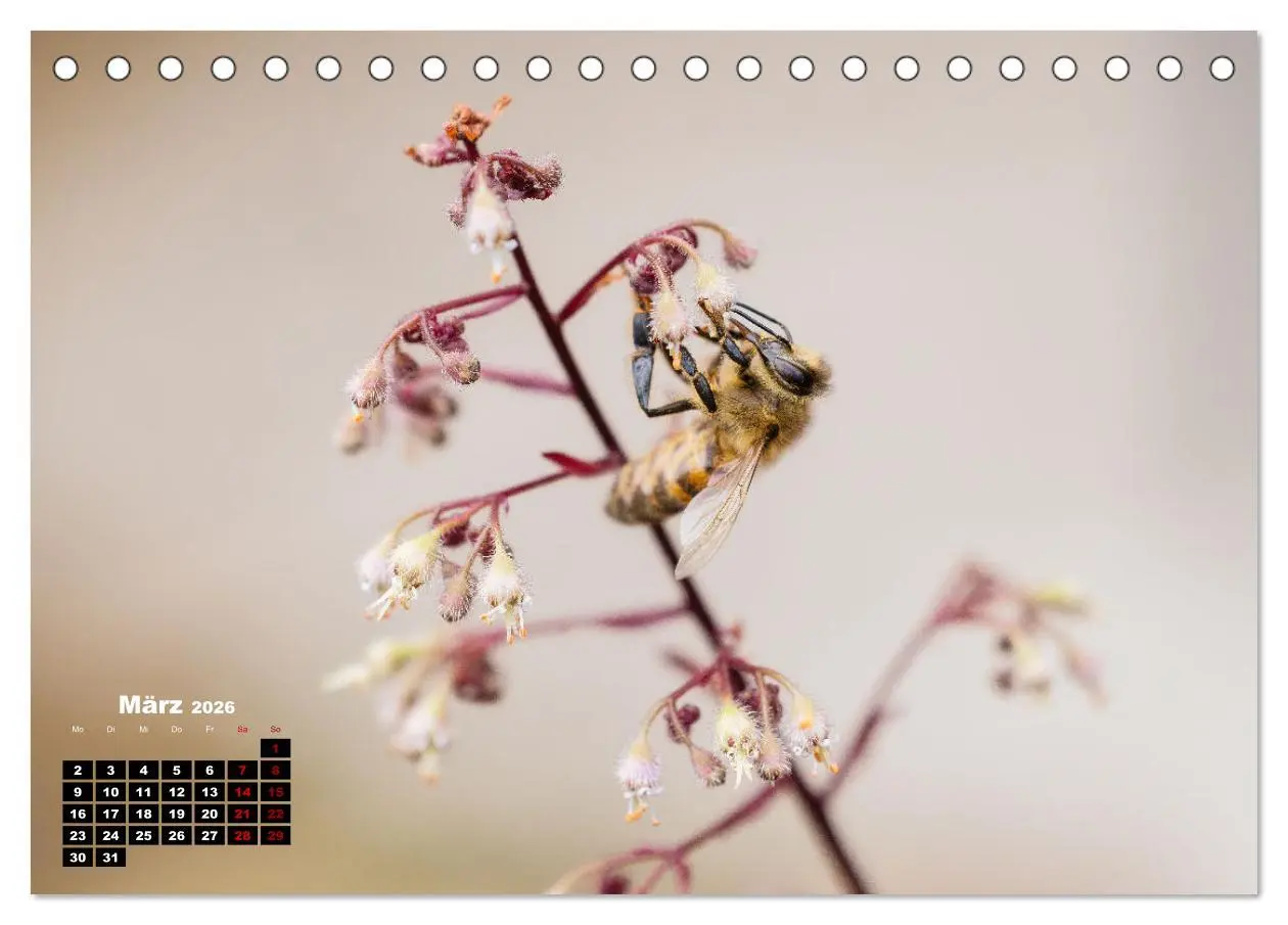 Bild: 9783457480892 | Die Wunderwelt der Biene (Tischkalender 2026 DIN A5 quer), CALVENDO...