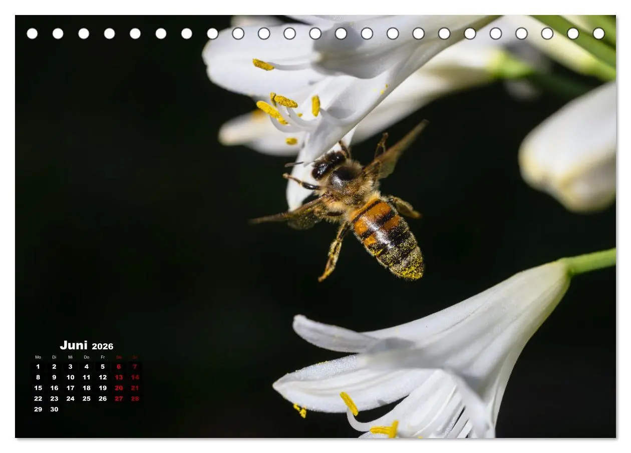 Bild: 9783457480892 | Die Wunderwelt der Biene (Tischkalender 2026 DIN A5 quer), CALVENDO...