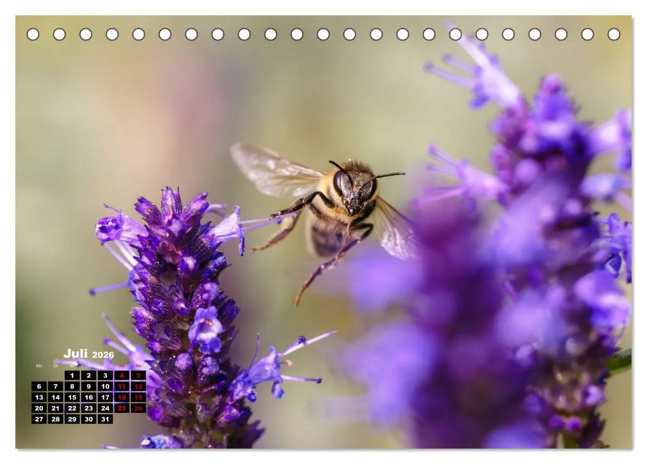 Bild: 9783457480892 | Die Wunderwelt der Biene (Tischkalender 2026 DIN A5 quer), CALVENDO...