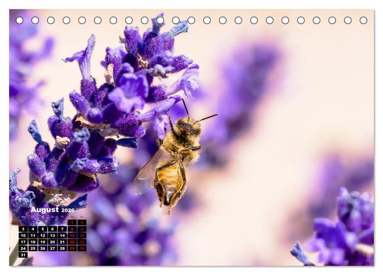 Bild: 9783457480892 | Die Wunderwelt der Biene (Tischkalender 2026 DIN A5 quer), CALVENDO...