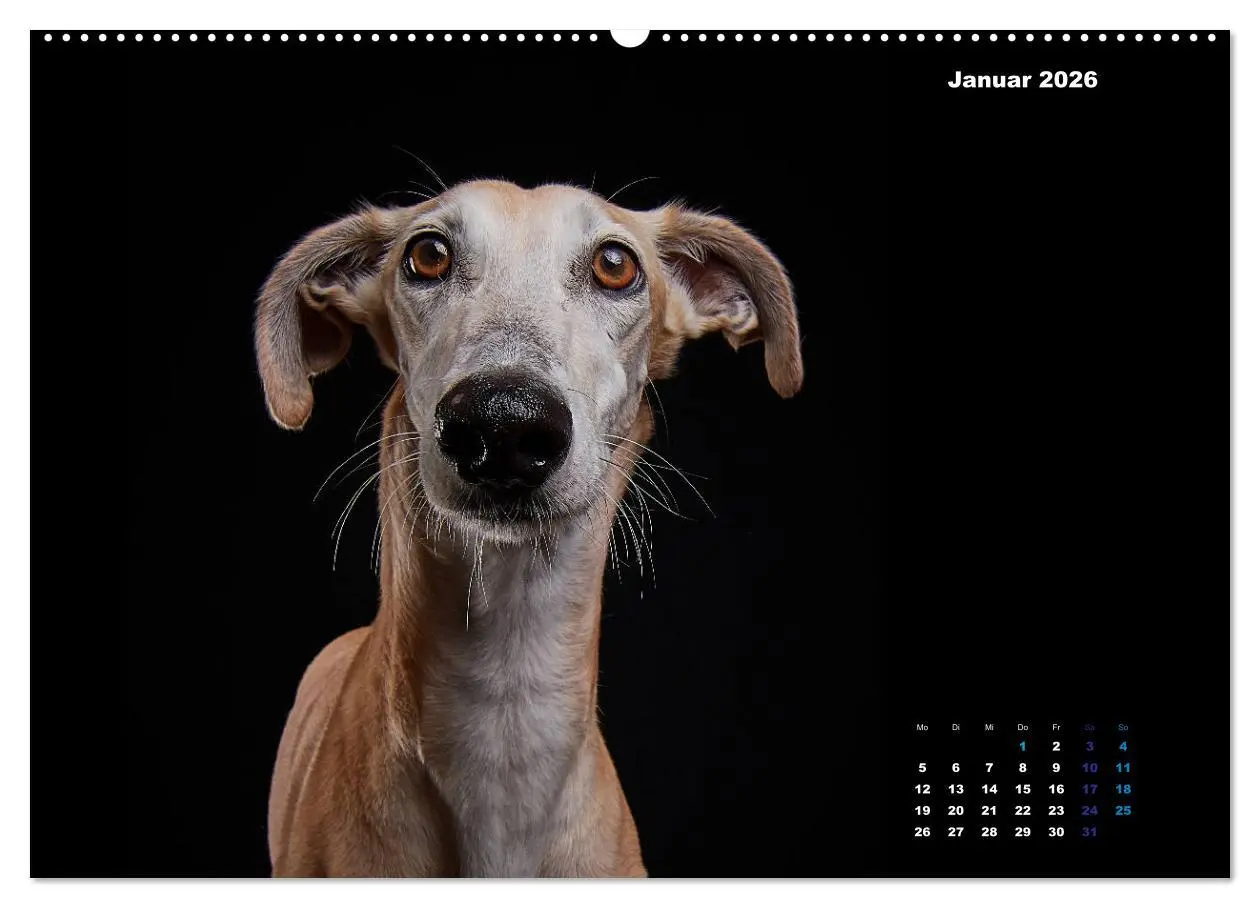 Bild: 9783457790892 | Die Stimme der Windhunde (Wandkalender 2026 DIN A2 quer), CALVENDO...
