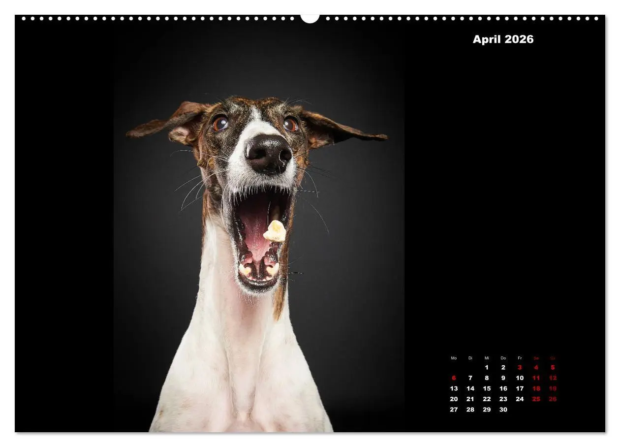 Bild: 9783457790892 | Die Stimme der Windhunde (Wandkalender 2026 DIN A2 quer), CALVENDO...