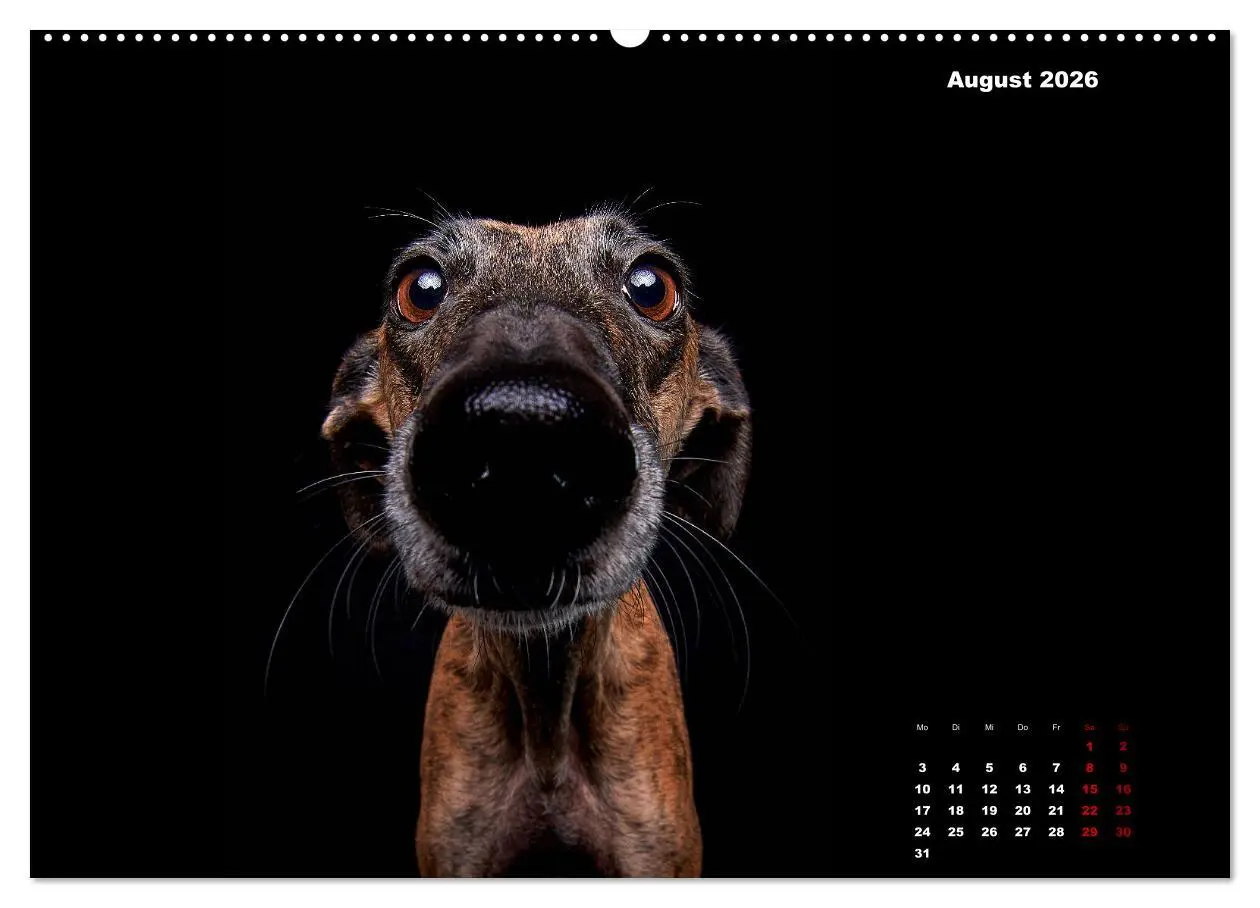 Bild: 9783457790892 | Die Stimme der Windhunde (Wandkalender 2026 DIN A2 quer), CALVENDO...