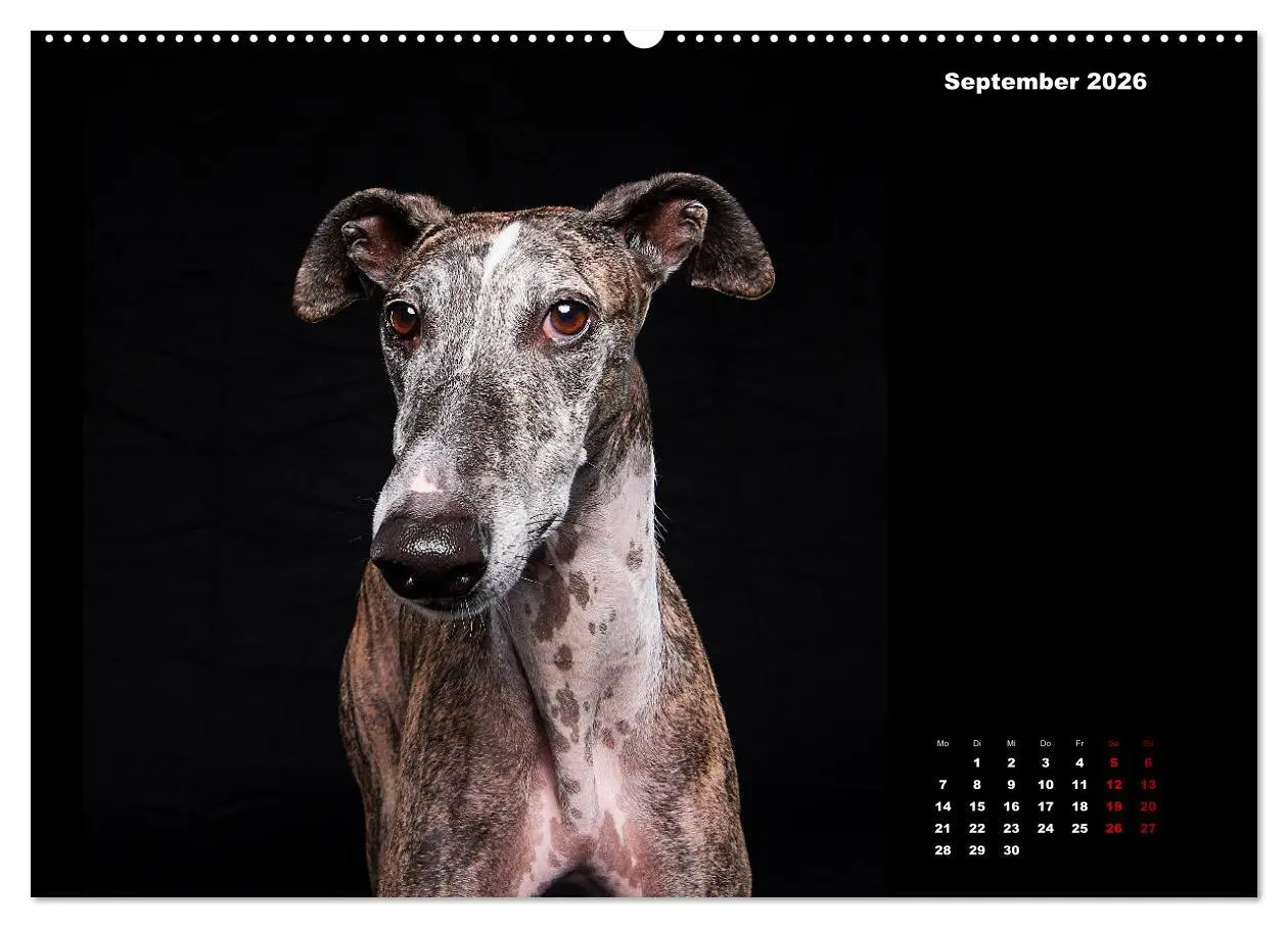 Bild: 9783457790892 | Die Stimme der Windhunde (Wandkalender 2026 DIN A2 quer), CALVENDO...