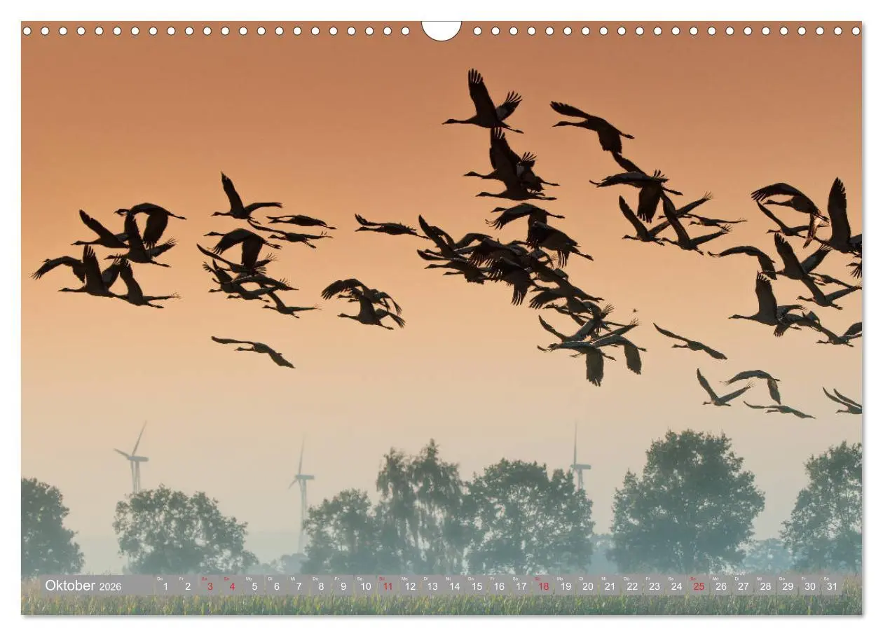 Bild: 9783457930892 | KranichRomantik (Wandkalender 2026 DIN A3 quer), CALVENDO...