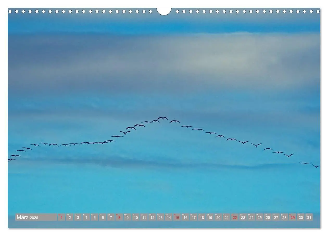 Bild: 9783457930892 | KranichRomantik (Wandkalender 2026 DIN A3 quer), CALVENDO...