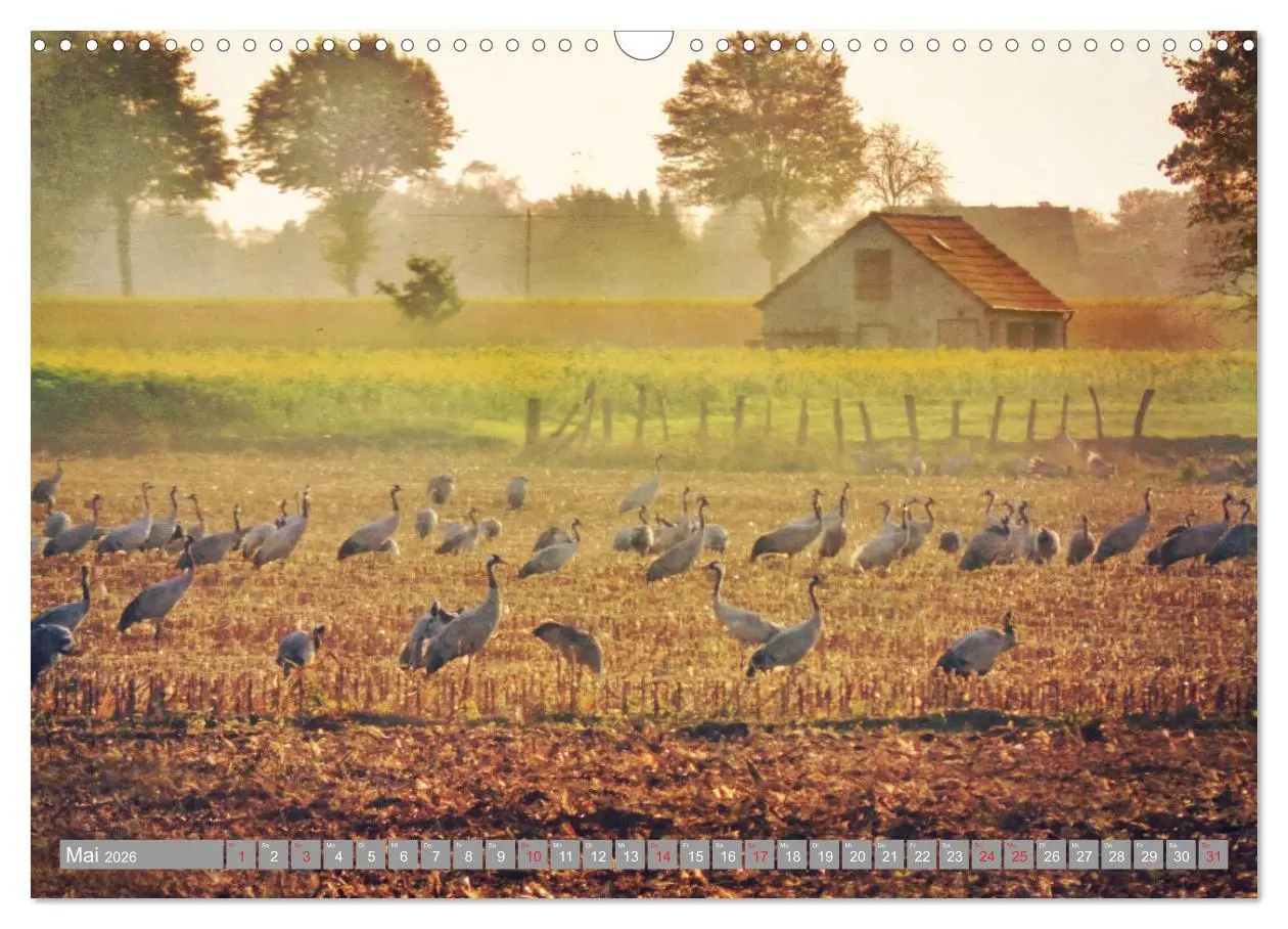 Bild: 9783457930892 | KranichRomantik (Wandkalender 2026 DIN A3 quer), CALVENDO...
