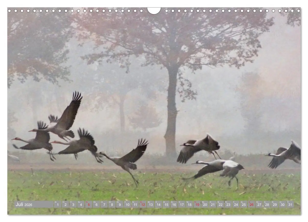 Bild: 9783457930892 | KranichRomantik (Wandkalender 2026 DIN A3 quer), CALVENDO...