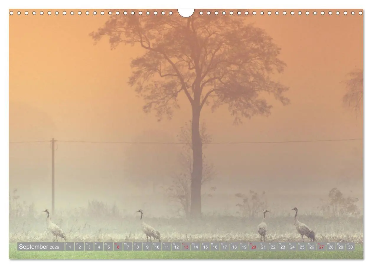 Bild: 9783457930892 | KranichRomantik (Wandkalender 2026 DIN A3 quer), CALVENDO...