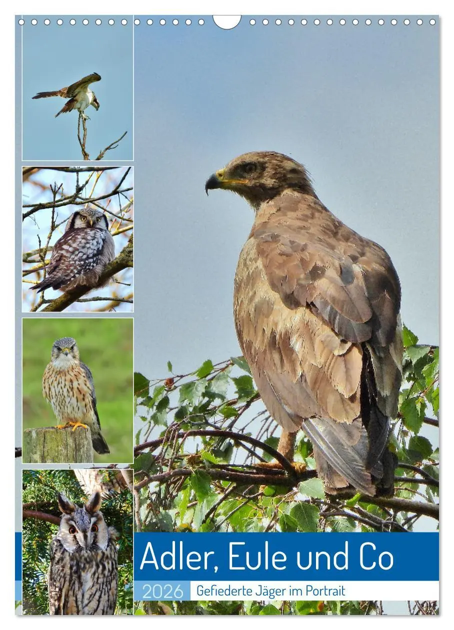 Cover: 9783516330892 | Adler, Eule und Co - Gefiederte Jäger im Portrait (Wandkalender...