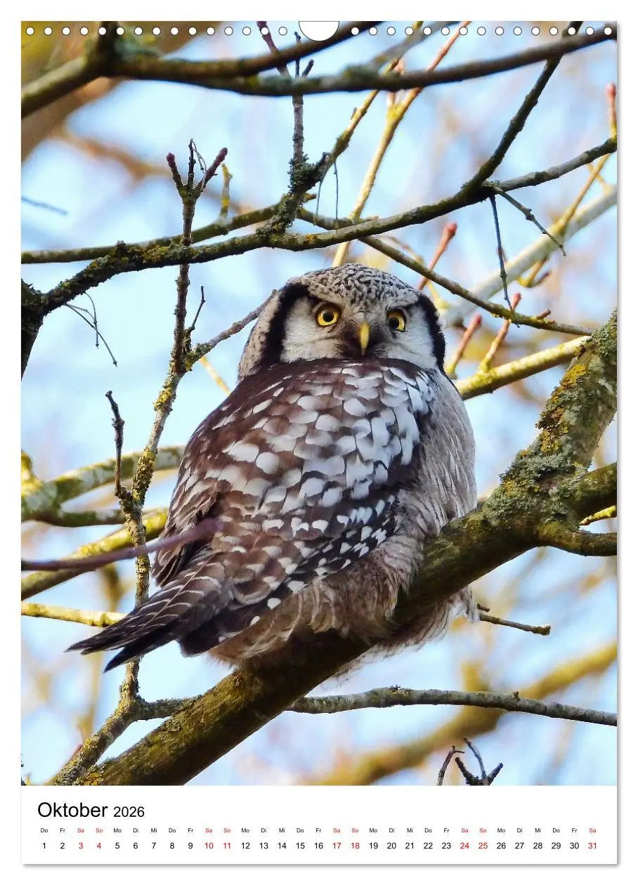 Bild: 9783516330892 | Adler, Eule und Co - Gefiederte Jäger im Portrait (Wandkalender...