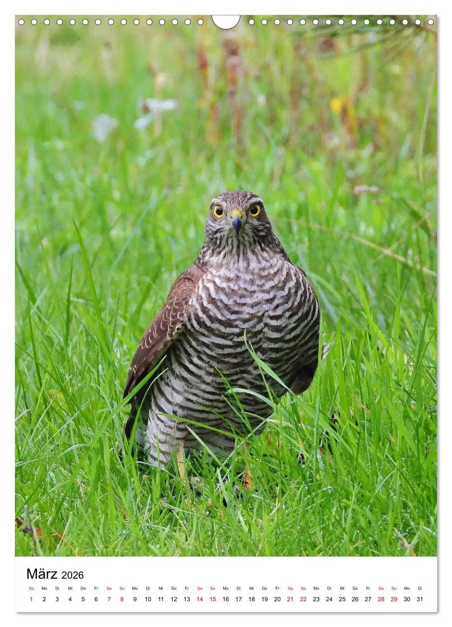 Bild: 9783516330892 | Adler, Eule und Co - Gefiederte Jäger im Portrait (Wandkalender...