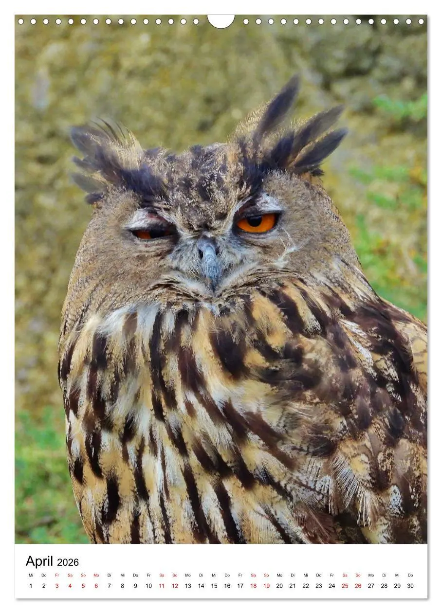 Bild: 9783516330892 | Adler, Eule und Co - Gefiederte Jäger im Portrait (Wandkalender...