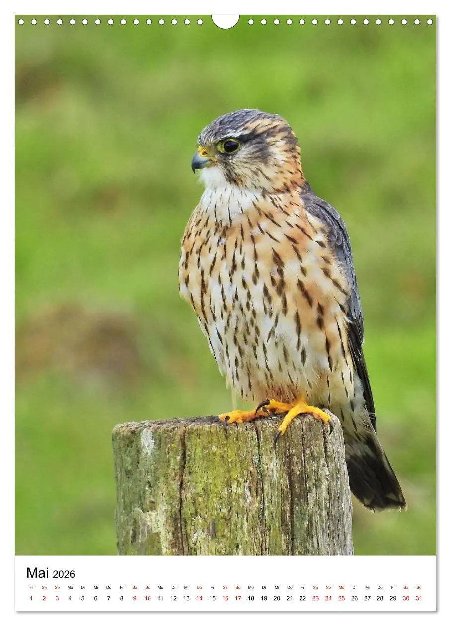 Bild: 9783516330892 | Adler, Eule und Co - Gefiederte Jäger im Portrait (Wandkalender...