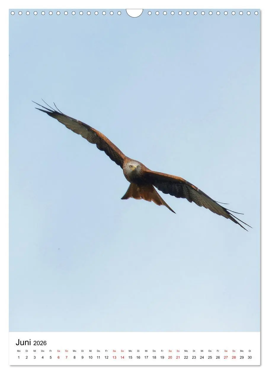Bild: 9783516330892 | Adler, Eule und Co - Gefiederte Jäger im Portrait (Wandkalender...
