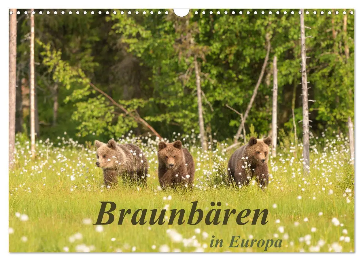 Cover: 9783457780992 | Braunbären in Europa (Wandkalender 2026 DIN A3 quer), CALVENDO...