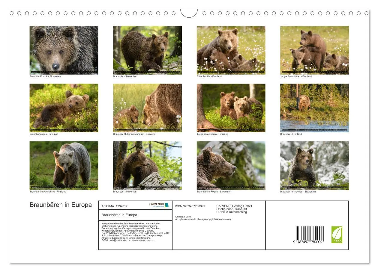 Bild: 9783457780992 | Braunbären in Europa (Wandkalender 2026 DIN A3 quer), CALVENDO...