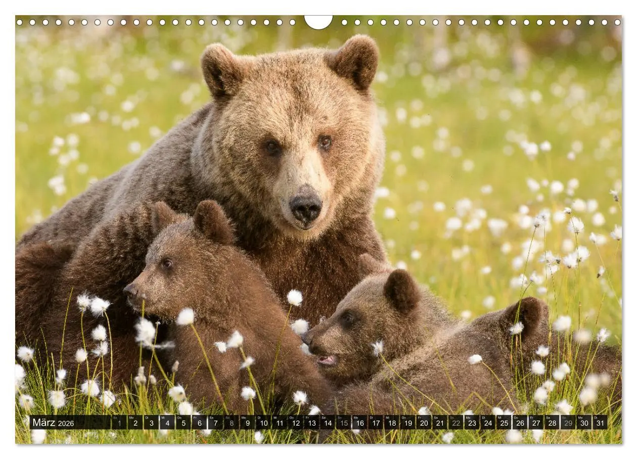 Bild: 9783457780992 | Braunbären in Europa (Wandkalender 2026 DIN A3 quer), CALVENDO...