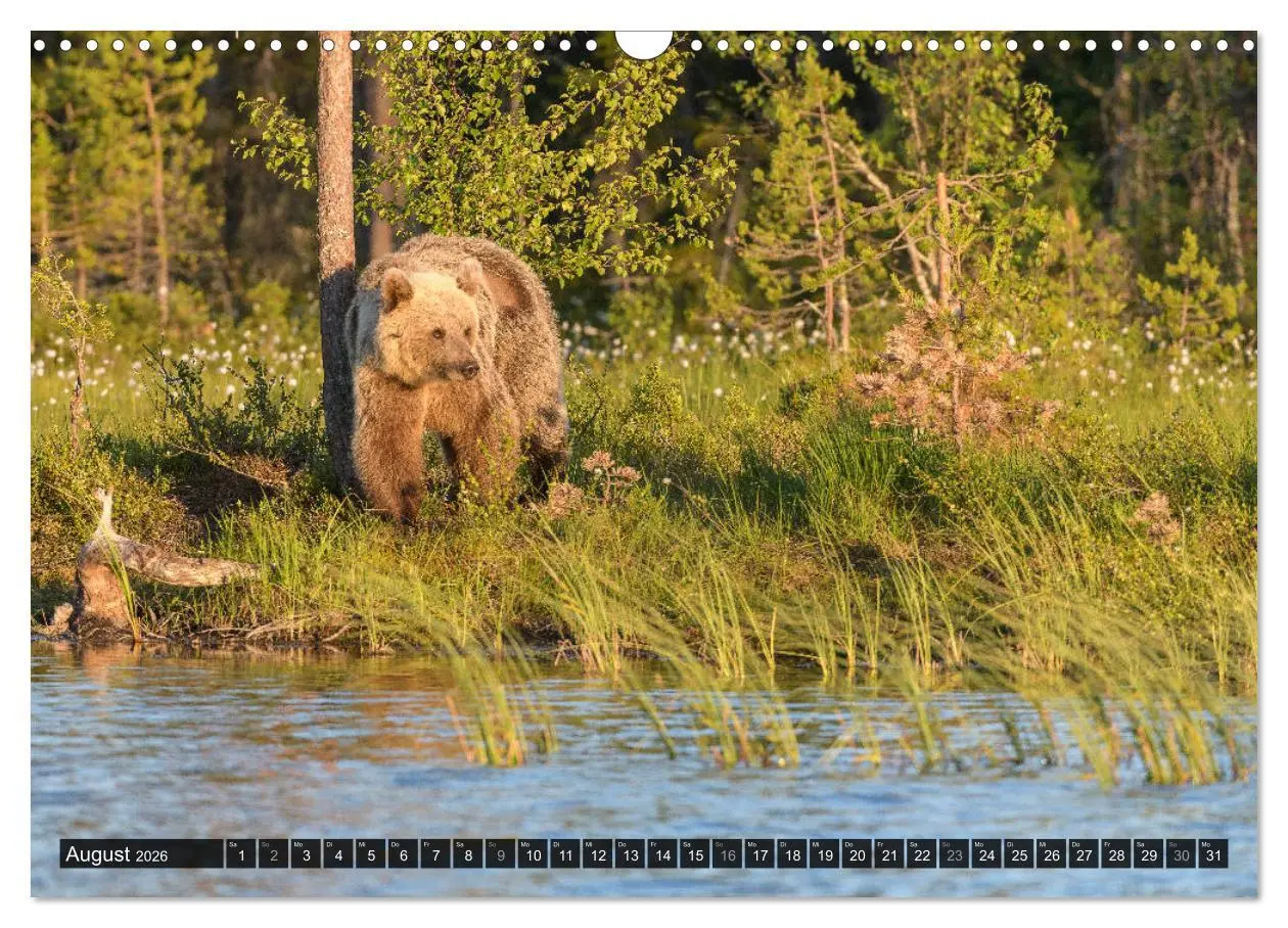 Bild: 9783457780992 | Braunbären in Europa (Wandkalender 2026 DIN A3 quer), CALVENDO...
